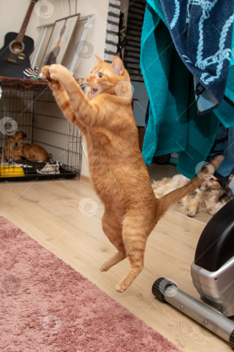 Скачать Рыжий кот прыгает за игрушкой крупным планом фотосток Ozero