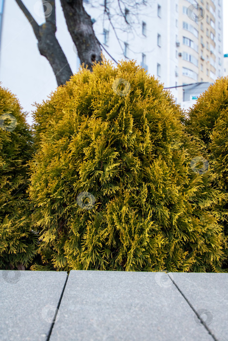 Скачать Желтые вечнозеленые кусты на лужайке крупным планом фотосток Ozero
