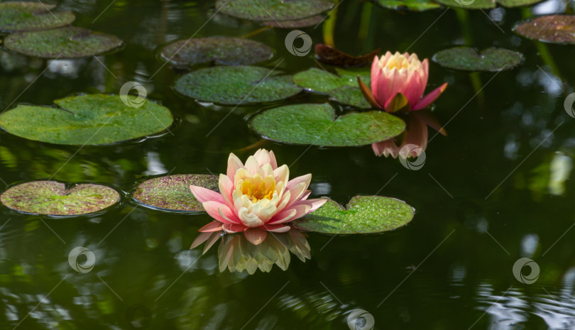Скачать Ярко-розовые водяные лилии, цветы лотоса, оранжевый закат Перри в садовом пруду. Выборочный фокус на переднем плане. Нимфеи с отражающимися в воде каплями.  Дизайн концепции природы с местом для текста фотосток Ozero