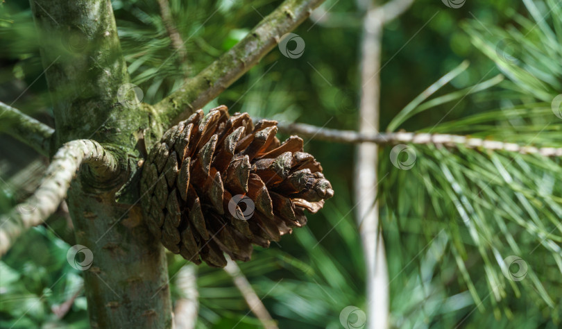 Скачать Красивая крупная коричневая сосновая шишка на стволе калабрийской или турецкой сосны (Pinus brutia). фотосток Ozero