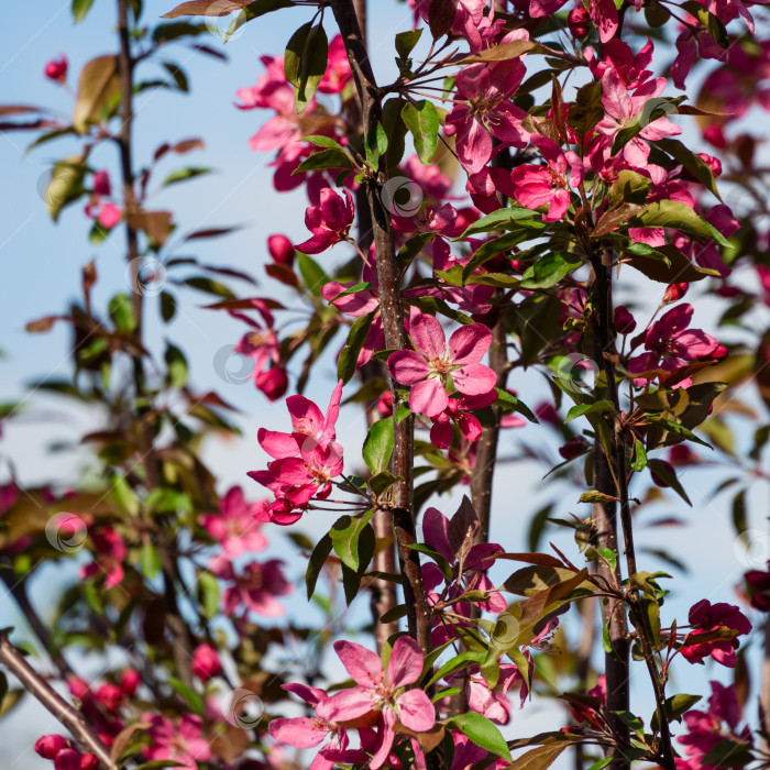 Скачать Фиолетовые цветы яблони Malus 'Makowieckiana' на фоне голубого неба. Темно-розовые цветы в весеннем саду. Абстрактный цветочный узор. Избирательный акцент. фотосток Ozero