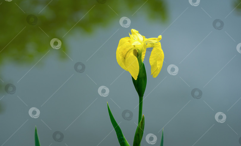 Скачать Желтый цветок Iris pseudacorus (желтый флаг, желтый ирис) на размытом фоне зеленого пруда. Выборочный снимок природы крупным планом в весеннем саду.  Пейзаж для любых обоев. Есть место для текста фотосток Ozero