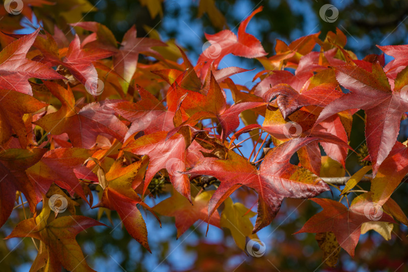 Скачать Крупный план красного осеннего листа Liquidambar styraciflua, обычно называемого американской душицей (янтарное дерево), на фоне голубого неба. Ветка янтарного дерева в осеннем саду. Концепция природы для дизайна фотосток Ozero