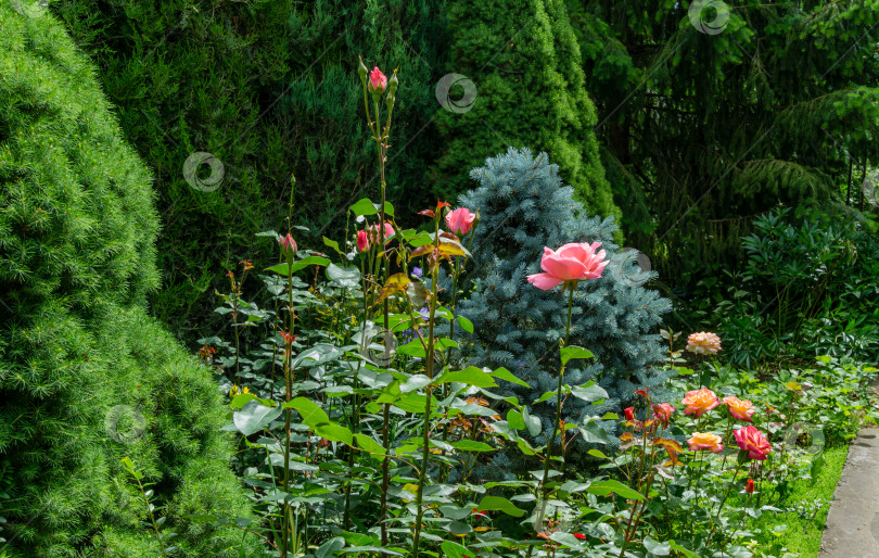 Скачать Красивый сад с кустами ярких роз сорта Club слева и голубой елью Picea pungens.  Летний пейзаж, свежие обои и фон природы фотосток Ozero