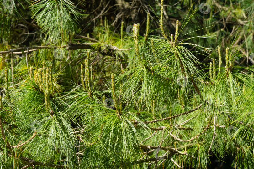 Скачать Крупным планом шелковистые длинные иглы красивой сосны Pinus leiophylla schiede. Вечнозеленое дерево в солнечный весенний день в дендрарии Парка южных культур в Сириусе (Адлер) Сочи. фотосток Ozero