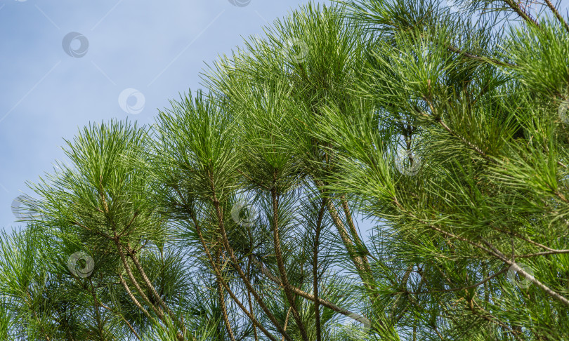 Скачать Крупным планом красивая итальянская каменная сосна (Pinus pinea) с пышной хвоей в общественном ландшафтном городском парке Краснодара или парке Галицкого солнечной осенью 2020 года фотосток Ozero
