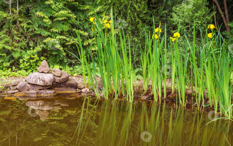 Скачать Желтые цветы Iris pseudacorus (желтый флаг) на берегу красивого пруда на фоне вечнозеленых растений. Ирисы отражаются в поверхности пруда цвета хаки. Выборочный фокус с пространством для копирования фотосток Ozero