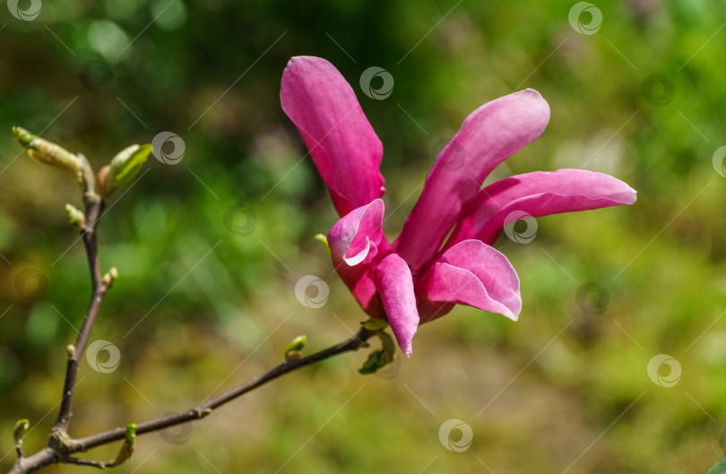 Скачать Крупный розовый цветок магнолии Сьюзен (Magnolia liliiflora x Magnolia stellata) на размытом зеленом фоне. Красивое цветение в весеннем саду. Выборочный фокус. Место для вашего текста. фотосток Ozero