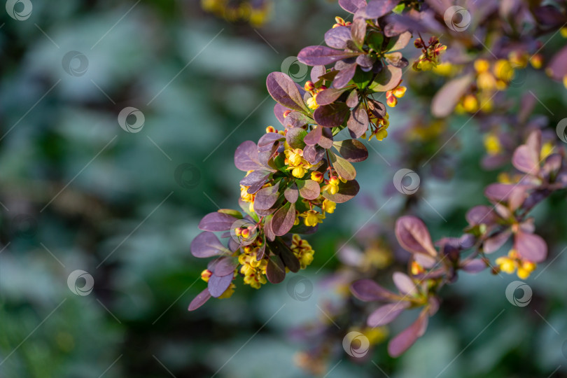 Скачать Мягкий акцент на красивых весенних цветах Berberis thunbergii Erecta blossom. Макрос крошечных желтых цветов на фоне элегантной зеленой листвы в стиле боке. Концепция природы для дизайна. Место для вашего текста фотосток Ozero