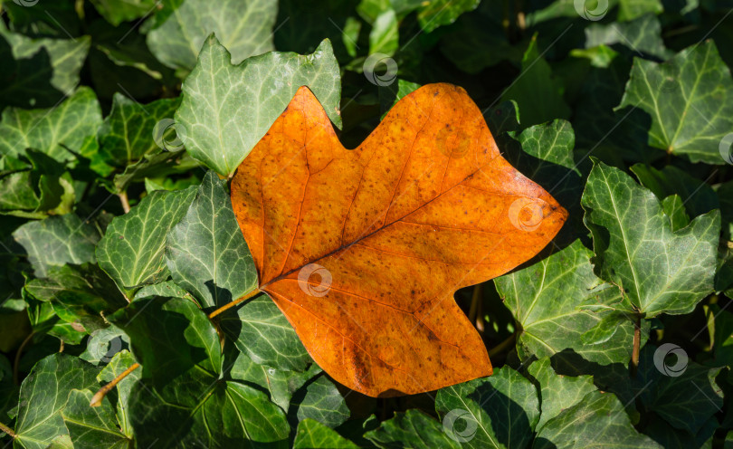 Скачать Большой золотистый лист тюльпанного дерева (Liriodendron tulipifera) лежит на зеленом английском плющецвете (Hedera helix, европейский плющ).  Концепция природы для дизайна фотосток Ozero