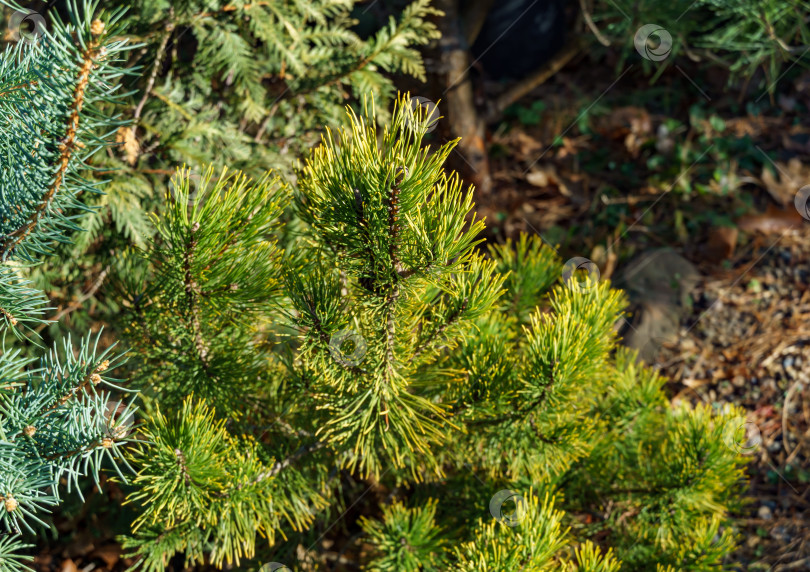 Скачать Золотистый сорт карликовой горной сосны Pinus mugo Ophir с красивой зеленой и золотистой хвоей в сочетании с елью и сосной на берегу из мелкой яркой гальки. Место для вашего текста фотосток Ozero