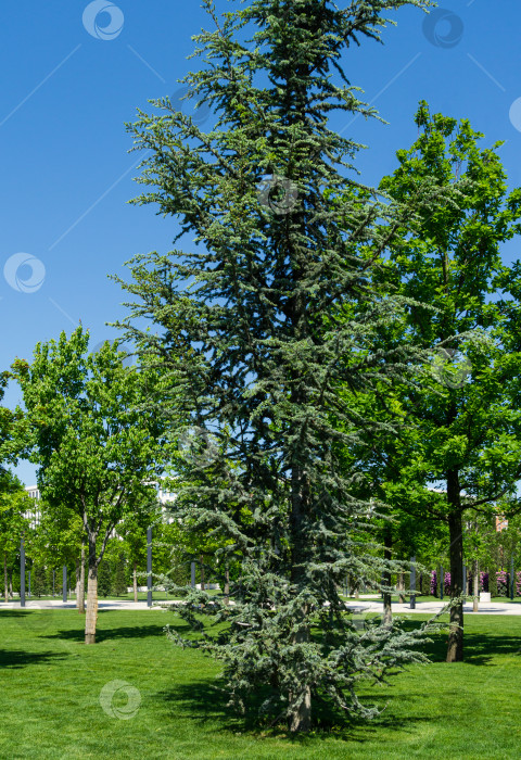 Скачать Красивый молодой голубой атласский кедр (Cedrus Atlantica Glauca tree) с голубой хвоей в общественном ландшафтном городском парке Краснодара или парке Галицкого солнечной весной 2021 года фотосток Ozero