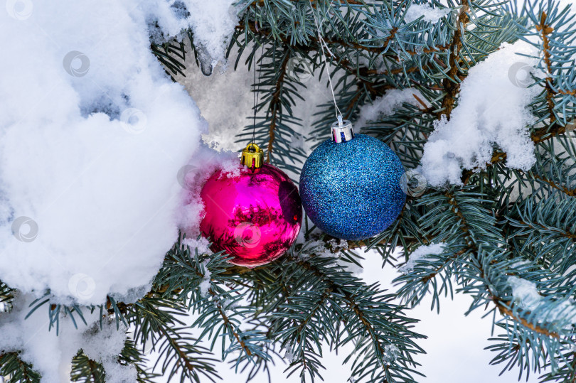 Скачать Розовые и голубые елочные шары, подвешенные под снегом на ветке серебристо-голубой ели Picea pungens Hoopsii. Настоящая зима в саду. Концепция природы для волшебной темы Нового года и Рождества. фотосток Ozero