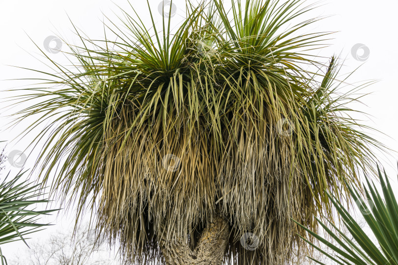 Скачать Зеленая и сухая листва Nolina longifolia или Beaucarnea longifolia в дендрарии Парка южных культур в Сириусе (Адлер) Сочи. Это экзотическое растение известно как Мексиканское травянистое дерево или пальма конского хвоста Оахакана фотосток Ozero