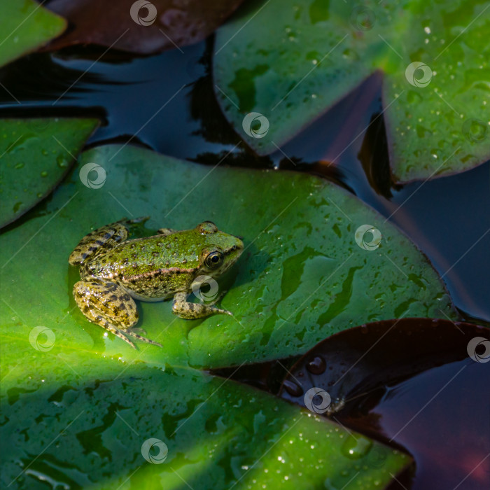 Скачать Зеленая лягушка Рана ридибунда (pelophylax ridibundus) сидит на листе водяной лилии в садовом пруду. Листья водяной лилии покрыты каплями дождя. Естественная среда обитания и природная концепция дизайна фотосток Ozero
