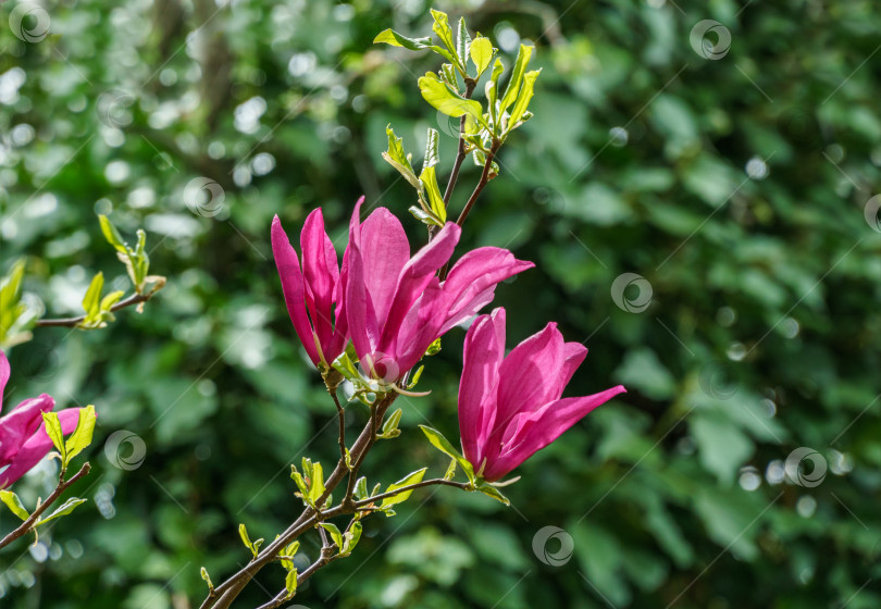 Скачать Красивые крупные фиолетовые цветы магнолии Сьюзен (Magnolia liliiflora x Magnolia stellata). Прекрасное цветение в весеннем саду. Выборочный фокус. Концепция природы для дизайна. Место для вашего текста. фотосток Ozero