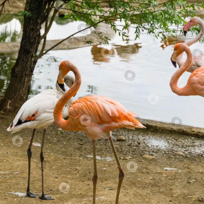 Скачать Розовые фламинго на размытом фоне пруда в Московском зоопарке. Выборочный фокус. фотосток Ozero
