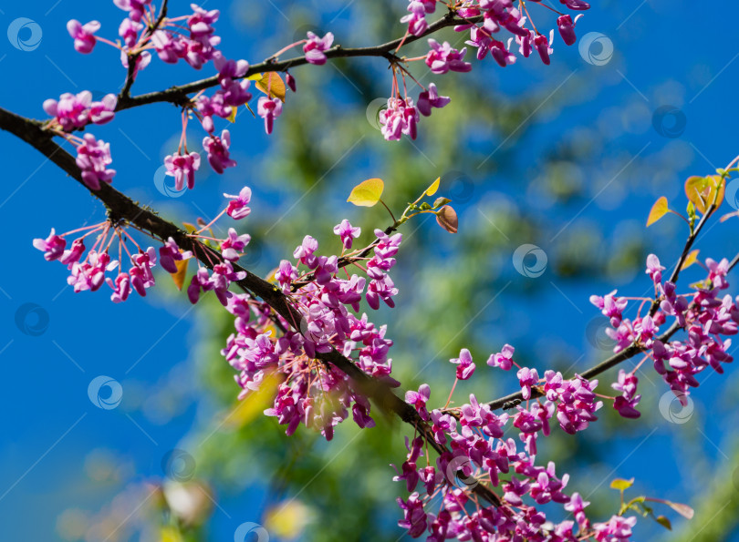 Скачать Крупный план пурпурного весеннего цветка редбада восточного, или Cercis canadensis, в солнечный день. Выборочный фокус. Концепция дизайна, основанная на природе. фотосток Ozero