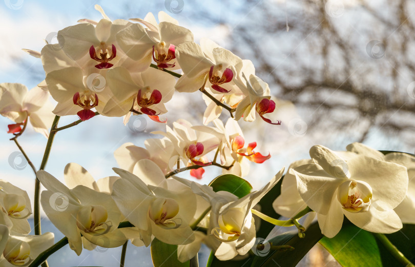 Скачать Белые цветы орхидеи фаленопсис на фоне освещенного солнцем окна. Очень красивый крупный план фаленопсиса, известного как орхидея-мотылек или Phal. Концепция дизайна, основанная на природе. фотосток Ozero