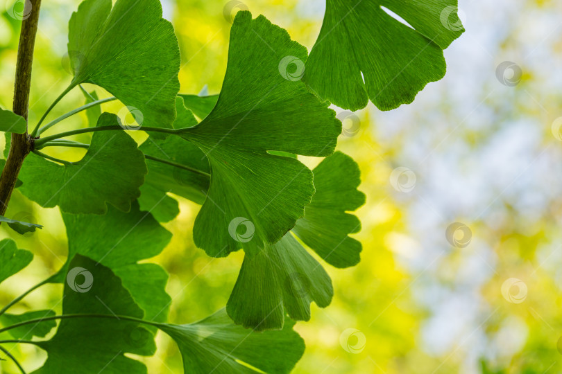 Скачать Дерево гинкго (Ginkgo biloba) или гинкго гингко с ярко-зелеными листьями на фоне размытой желтой листвы. Выборочный крупный план. Свежая концепция природы на обоях. Место для вашего текста фотосток Ozero