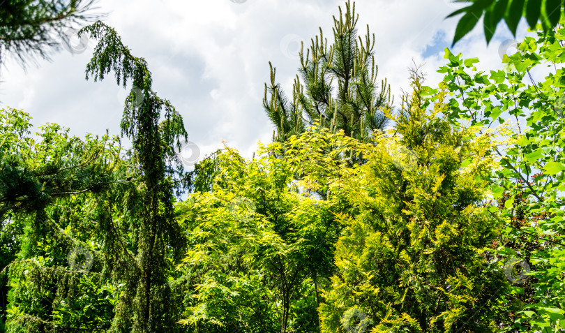 Скачать Красивый ландшафтный сад с вечнозелеными растениями. Туя западная Желтая ленточная и пальматит. Сосна австрийская, или черная, и можжевельник обыкновенный Хорстманна. Спокойная атмосфера. Красивый природный фон фотосток Ozero