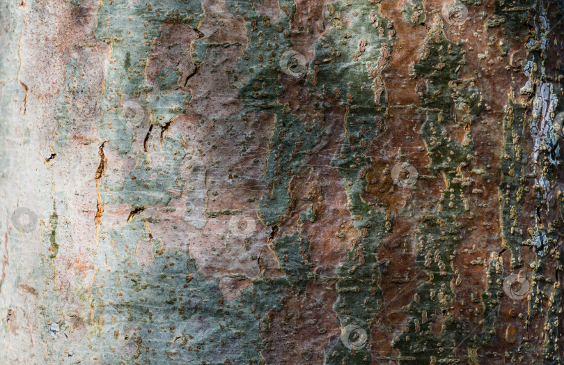 Скачать Серая текстура коры белой сосны Pinus strobus. Оригинальная макро-многоцветная текстура натуральной сосновой кожи. Природная концепция для фона или любого дизайна. Место для вашего текста. фотосток Ozero