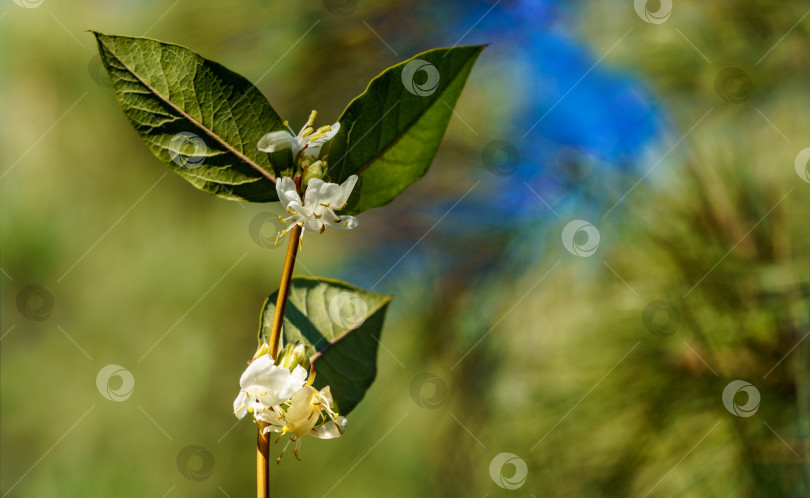 Скачать Крупный план цветущего зимнего цветка - жимолости Lonicera fragrantissima (standishii), или январского жасмина, китайской жимолости. Белый цветок на размытом фоне. Естественная тема для дизайна фотосток Ozero