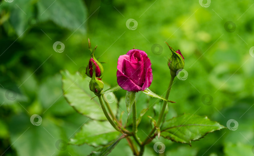 Скачать Красивая розовая шокирующе-голубая роза (Корблу) с бутонами в лучах естественного солнечного света на фоне вечнозеленых растений. Фиолетовая роза флорибунда на фоне природы. фотосток Ozero