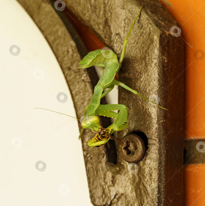 Скачать Самка европейского богомола поймала и съела осу. После линьки Mantis Religiosa становится ярко-зеленой, без защитного хитина. фотосток Ozero