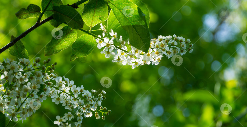 Скачать Макро-цветок Prunus padus "Сибирская красавица" на фоне боке. Белый цветок цветущей черемухи или первомайского дерева. Выборочный фокус. Есть место для текста. Концепция дизайна - природа фотосток Ozero