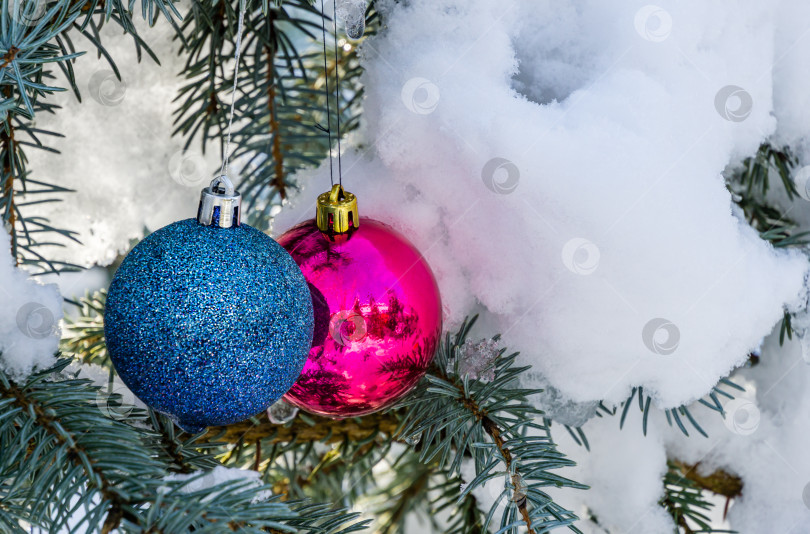Скачать Розовые и голубые елочные игрушки-шары висят под снегом на ветке серебристо-голубой ели Picea pungens Hoopsii. Настоящая зима в саду. Природная концепция для волшебной тематики Нового года и Рождества. фотосток Ozero