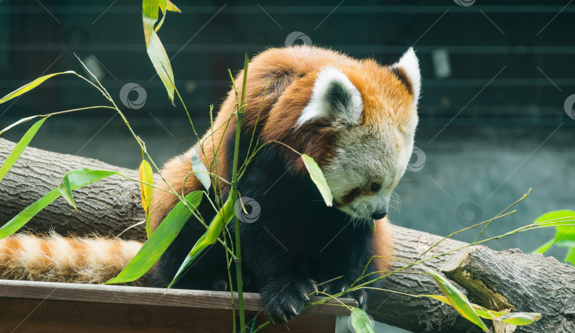 Скачать Красная панда (Ailurus fulgens) сидит и ест листья бамбука. Портрет милого пушистого медвежонка крупным планом в Московском зоопарке. фотосток Ozero