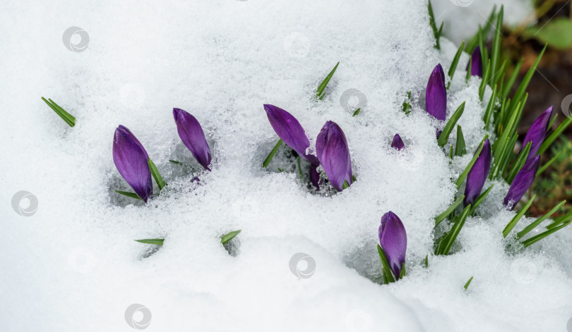 Скачать Фиолетовые крокусы в саду ранней весной. Цветущий крокус Рубиновый гигант, покрытый белым пушистым снегом. Мягкий акцент весенней природы с крупным планом фиолетового крокуса и местом для вашего текста. фотосток Ozero