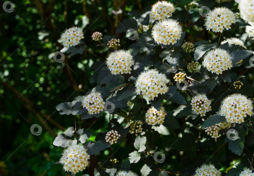 Скачать Крупный план белых цветов Physocarpus opulifolius diabolo или девятилистника с фиолетовыми листьями на темном размытом фоне. Выборочный фокус. Цветочный пейзаж, свежие обои, фоновая концепция природы фотосток Ozero