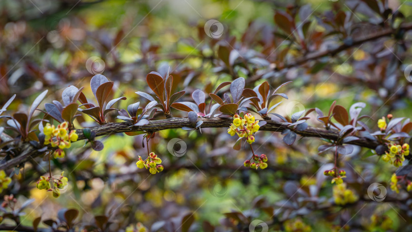 Скачать Мягкий акцент на красивых весенних цветах Berberis thunbergii Erecta blossom. Макросъемка крошечных желтых цветочков на фоне элегантной зеленой листвы с эффектом боке. Концепция дизайна - природа. Место для вашего текста фотосток Ozero