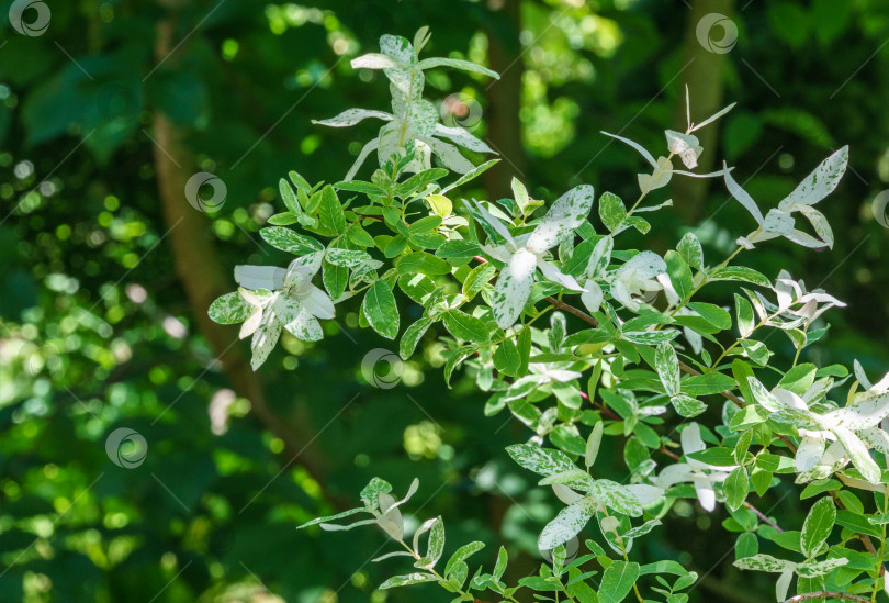 Скачать Ветка японской ивы с цельными листьями, Salix integra Hakuro-Nishiki. Натуральный белый, розовый на зеленом фоне. Выборочный акцент. Природная концепция для естественного дизайна фотосток Ozero