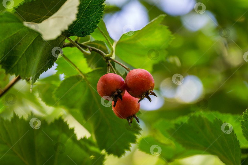 Скачать Крупные красные плоды боярышника Crataegus submollis. Выборочный крупный план спелых красных ягод боярышника на фоне зеленых листьев и длинных колючих ветвей. Свежие обои, фоновая концепция природы фотосток Ozero