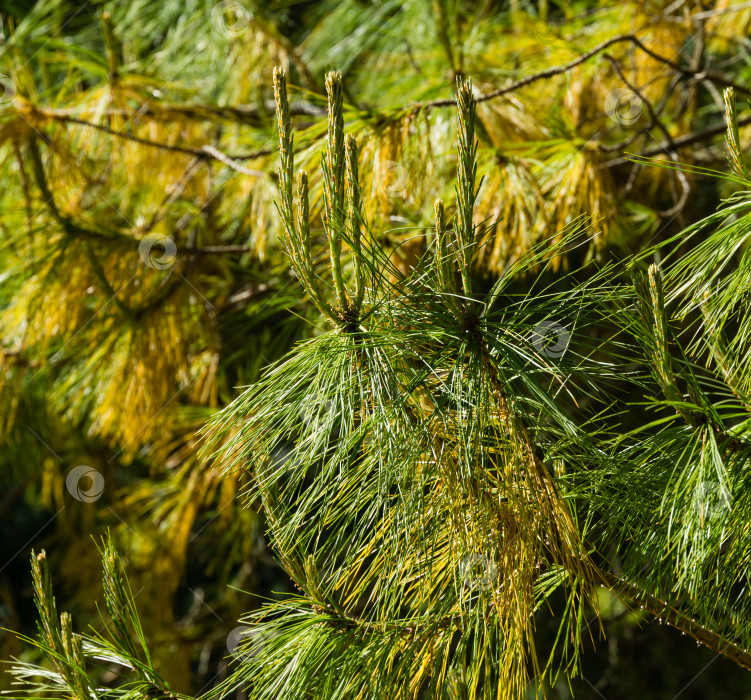 Скачать Крупный план шелковистых длинных иголок красивой сосны Pinus leiophylla schiede. Вечнозеленое дерево в солнечный весенний день в дендрарии парка южных культур "Сириус" (Адлер) в Сочи. фотосток Ozero