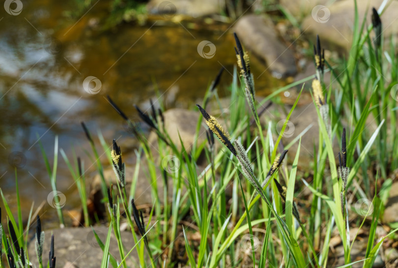 Скачать Цветущая осока черная(Carex melanostachya) Черная или обыкновенная осока на берегу садового пруда. Природная концепция весеннего дизайна фотосток Ozero
