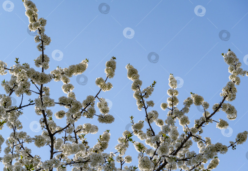 Скачать Сезон цветения сакуры. Белые цветы в весеннем саду. Крупный план цветов сакуры в солнечный день. Выборочный фокус. Свежие обои, концепция фона на природе фотосток Ozero