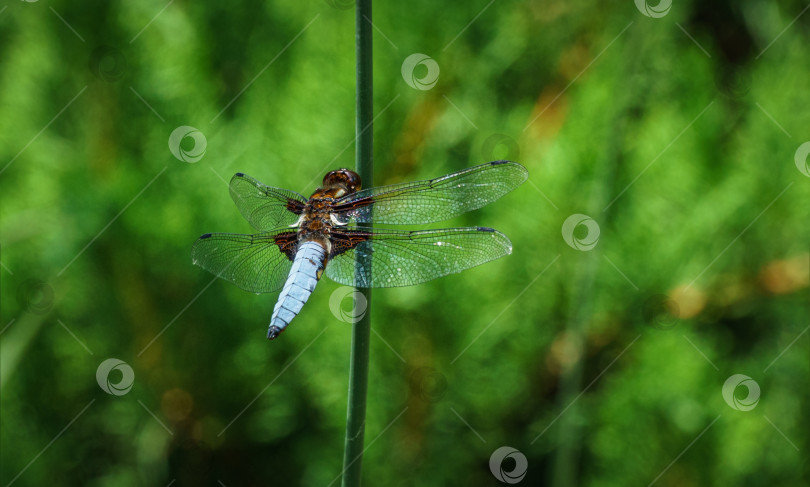 Скачать Крупный план самца широкотелой стрекозы-охотника (Libellula depressa) с большими прозрачными крыльями и светло-голубым телом, сидящего на стебле растения на размытом зеленом фоне. Макросъемка насекомого. фотосток Ozero