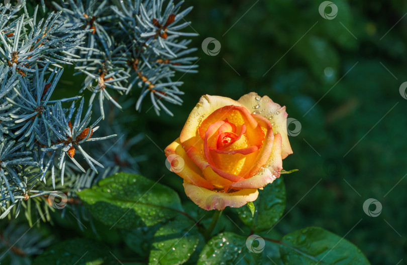 Скачать Мягкий крупный план красивого желто-оранжевого с красной розой пейзажа с каплями дождя на фоне зелени и иголок голубой ели. Выборочный фокус. Свежие обои, концепция природного фона фотосток Ozero