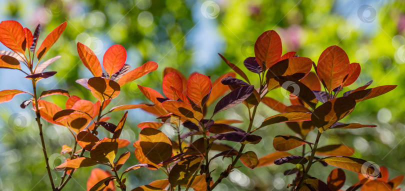 Скачать Красные листья на фоне зелени. Молодые красные листья Cotinus coggygria Royal Purple (Rhus cotinus, европейского дымчатого дерева) на фоне размытой солнцем зелени в весеннем саду. фотосток Ozero