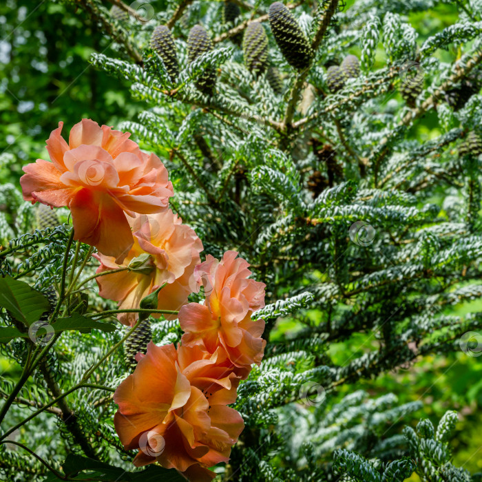 Скачать Крупным планом ярко-оранжевая роза Вестерланд на фоне размытой ели Abies koreana Silberlocke с голубыми шишками на ветке.  Лирический мотив для дизайна, концепция фона на природе фотосток Ozero