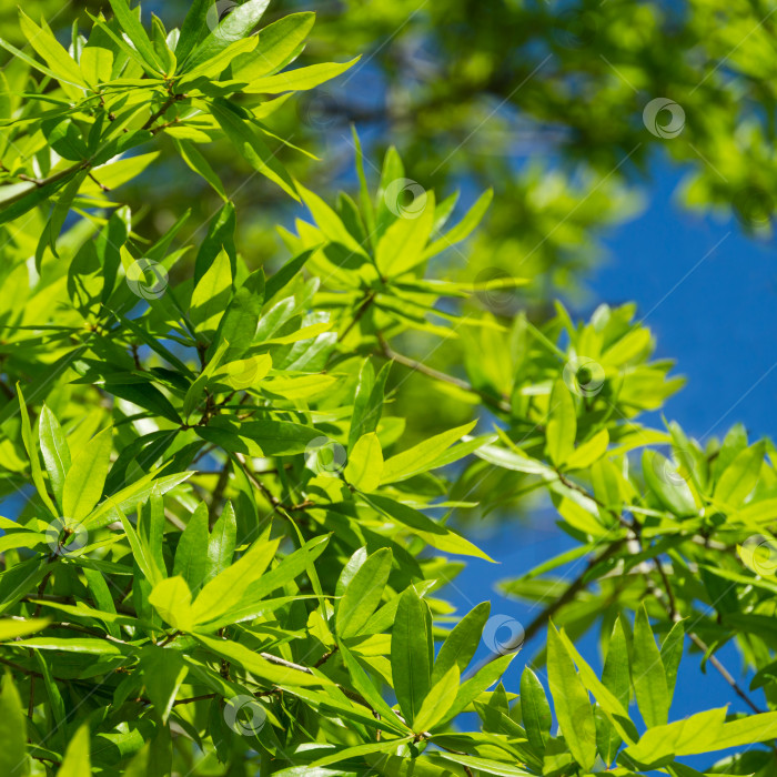 Скачать Великолепная ива-дуб (Quercus phellos) с зеленой листвой под весенним солнцем на фоне голубого ясного неба. Общественный ландшафтный городской парк Краснодара или "Парк Галицкого" для отдыха и прогулок фотосток Ozero