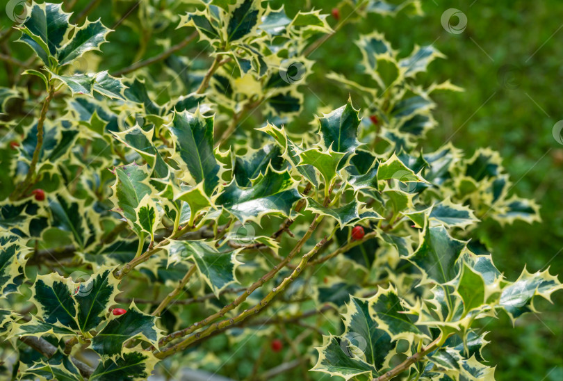 Скачать Рождественский остролист ilex aquifolium Argentea Marginata, растущий в парке. крупный план изящных листьев с бахромой и красными ягодами, ожидающих Нового года. Концепция дизайна - природа фотосток Ozero