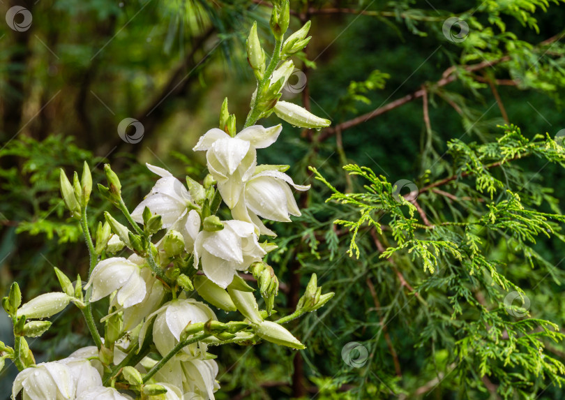 Скачать Крупный план нежных белых цветов растения юкка нитчатая (Yucca filamentosa) на солнечном свету. Красивые крупные цветы, известные как Адамова игла и нить, испанский штык или игольчатая пальма, на темно-зеленом фоне в саду. фотосток Ozero