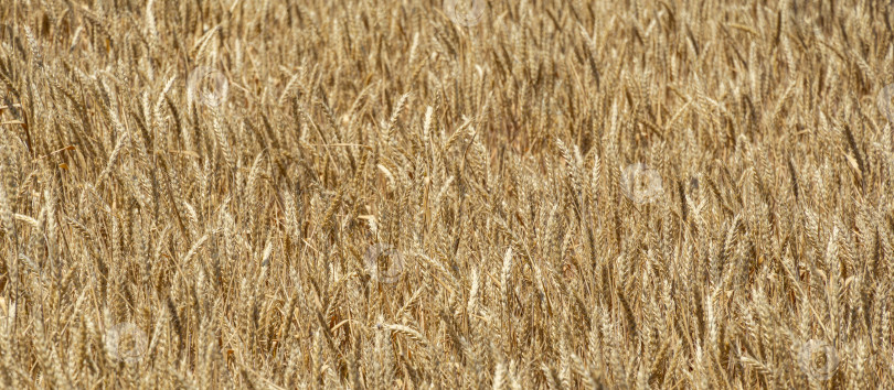 Скачать Золотые спелые колосья пшеницы в поле, сельская местность. Солнечный летний день в поле во время сбора урожая пшеницы крупным планом. Сельскохозяйственный пейзаж. Летний пейзаж, свежие обои, фоновая концепция природы фотосток Ozero