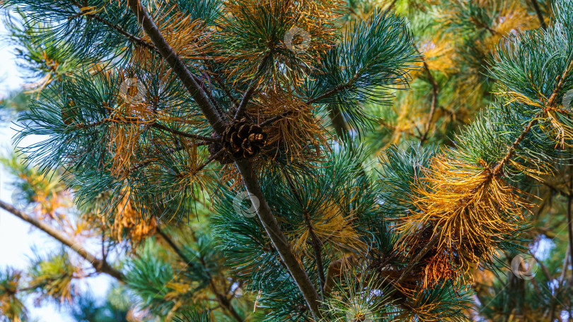 Скачать Крупный план оранжевых осенних старых сосновых иголок японской сосны Pinus parviflora Glauca с коричневыми сосновыми шишками. Макросъемка зеленых и серебристых иголок. Природная концепция весеннего дизайна фотосток Ozero
