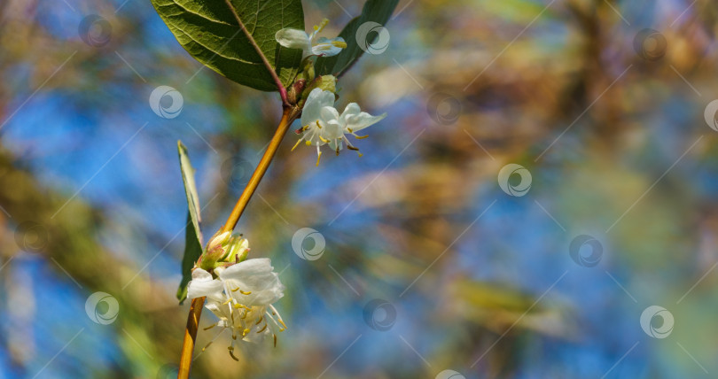 Скачать Крупный план цветущего зимнего цветка - жимолости Lonicera fragrantissima (standishii), или январского жасмина, китайской жимолости. Белый цветок на размытом фоне. Естественная тема для дизайна фотосток Ozero